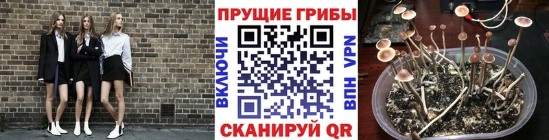 Псилоцибиновые грибы мицелий  закладки  Макарьев 